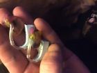 Oticon Safari Hearing Aids