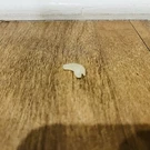 Naida CI-5710-100 Earhook Small. Fixed Price $9.99.