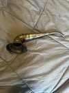 Antique Victorian Trumpet Hearing Aid Horn Device. Fixed Price $299.00.