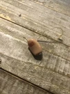 Phonak Cshell 1720A04W Single Hearing Aid. Fixed Price $150.00.
